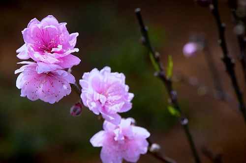 Sắc đào trên cao nguyên Đắk Lắk
