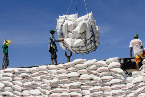 Hạt gạo Việt nhiều cơ hội cạnh tranh toàn cầu