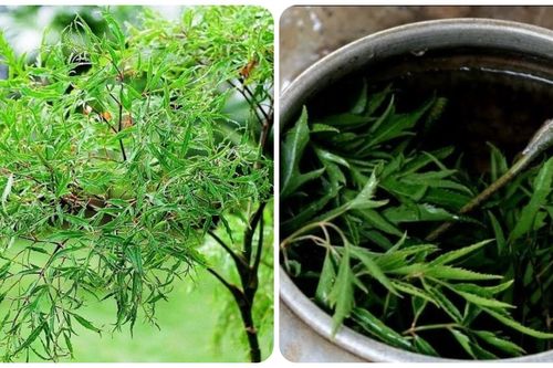 Những người không nên uống nhiều nước đinh lăng