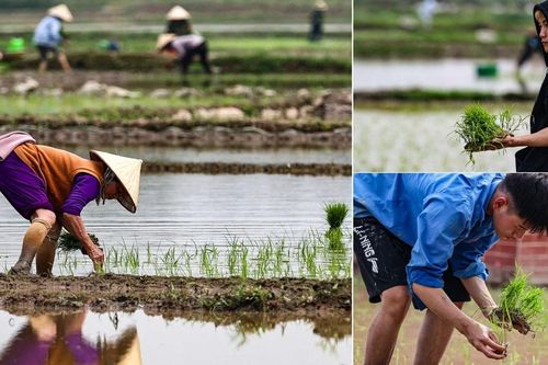 Bức tranh lao động ngày đầu năm: Khi người trẻ cùng xắn quần lội ruộng cấy xuân