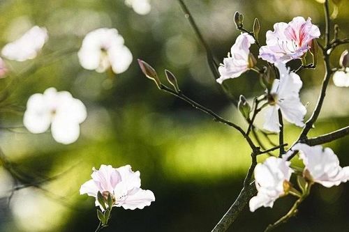 Phố núi Điện Biên sáng bừng trong sắc trắng hoa ban