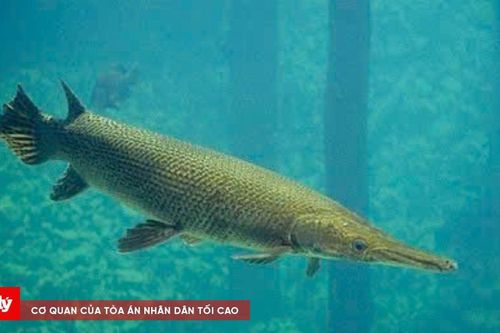Ngành Y tế phát đi cảnh báo sau vụ ngộ độc ăn trứng cá