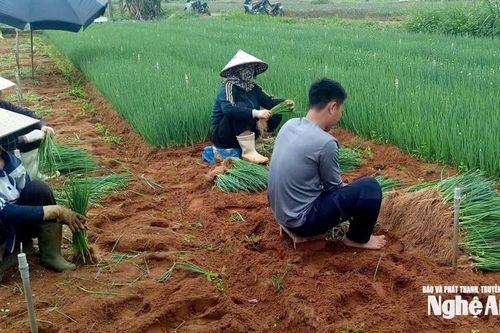Vựa rau Nghệ An được giá nhờ điều tiết nguồn cung