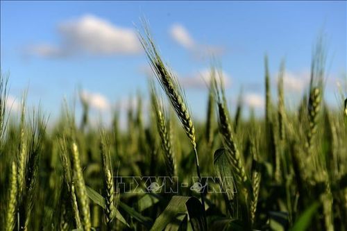 Australia công bố đột phá mới trong giải mã gene nấm gây bệnh rỉ sắt thân lúa mì