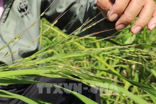 Ngân hàng gen sống cải tiến cây lúa trồng trọt