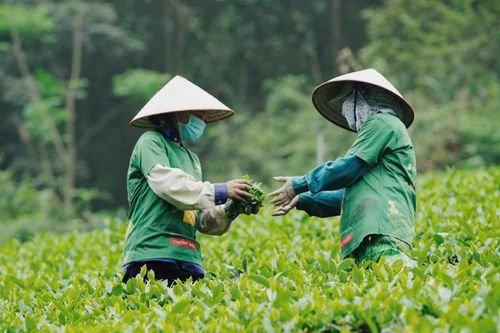 Xuất khẩu chè tăng gần 30%: Cơ hội tái định vị thương hiệu chè Việt