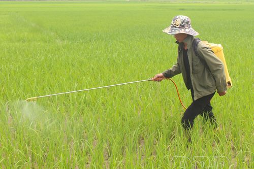 Xuống đồng đầu xuân