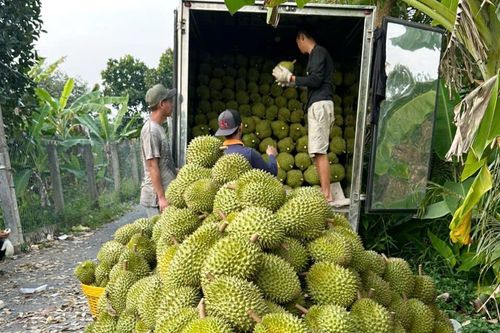 Đồng Tháp: Sau tết sầu riêng khan hàng, giá tăng cao