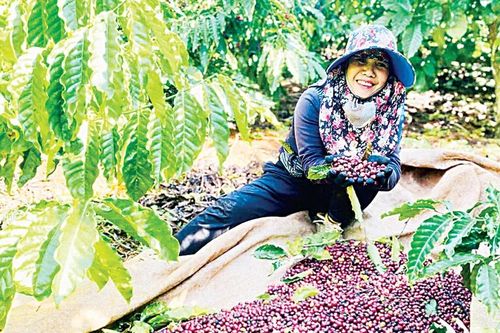 Canh tác xanh nền tảng cho nông nghiệp bền vững