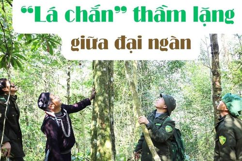 'Lá chắn' thầm lặng giữa đại ngàn