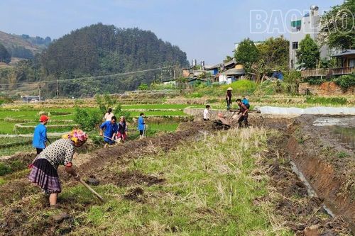 Người dân Mù Cang Chải náo nức xuống đồng