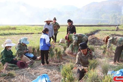 Nông dân Yên Châu vào vụ thu hoạch tỏi