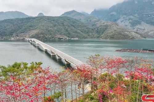 Rực rỡ sắc đỏ hoa gạo bên lòng hồ sông Đà
