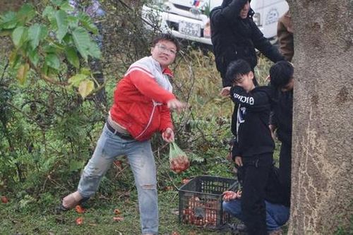 Độc đáo phiên chợ ném cà chua lấy may ở Thanh Hóa