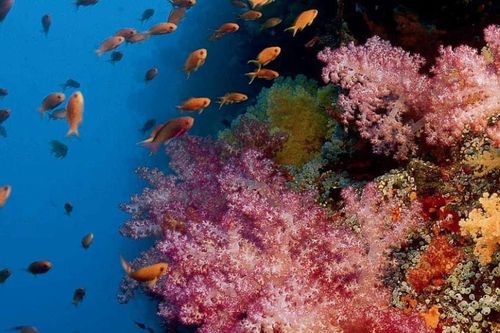 Malaysia đẩy mạnh bảo tồn động vật hoang dã biển, củng cố vị thế ngành thủy sản