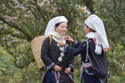Mùa xuân trên bản Dao Tiền