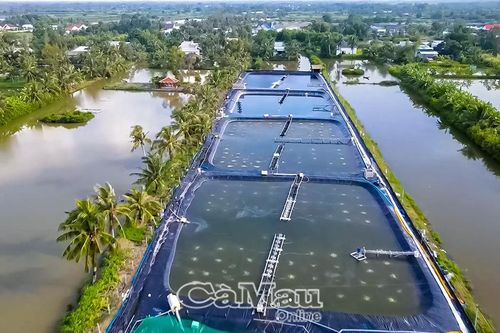 Làm giàu từ tôm sạch