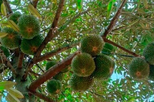 Loại quả đắt nhất thế giới được trồng thành công ở Việt Nam, là đặc sản 400.000 đồng/kg, tốt cho sức khỏe