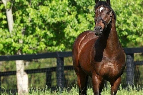 Chú ngựa đắt bậc nhất hành tinh, được bán 70 triệu USD sau một cuộc đua lịch sử