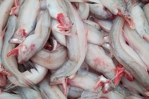 Từ cá cho heo ăn đến đặc sản đắt đỏ: Loài cá 'mềm như cháo' gây sốt sau Tết