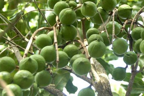 'Nữ hoàng các loại hạt' béo ngậy, đắt đỏ bậc nhất thế giới nay trồng nhiều ở Việt Nam: Ăn một nắm mỗi ngày, ví như 'vàng trắng' cho sức khỏe