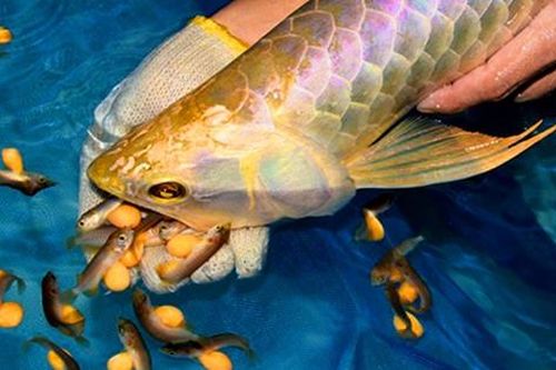 Cảnh báo ngộ độc nguy hiểm từ thói quen ăn cá nóc và trứng cá cảnh