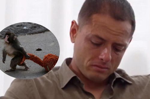 Khỉ con 'cô đơn' khiến Chicharito khóc nức nở