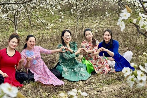 Hoa lê nở trắng trời biên giới Phố Bảng