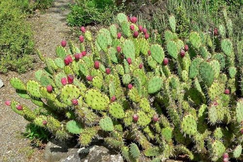 Top sự thật khó tin ít ai biết về các loài xương rồng