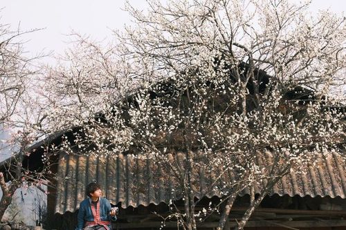 Xuân về Lao Xa, hoa nở bên những hàng rào đá cổ