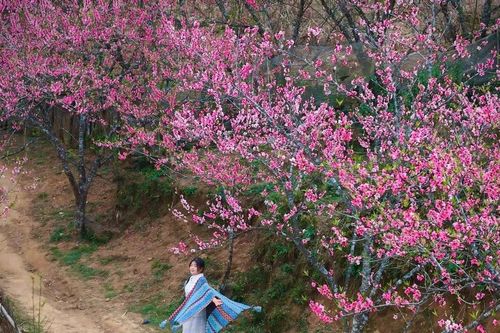 Du xuân lên Lùng Cúng, ngắm đào nở giữa thung lũng mây