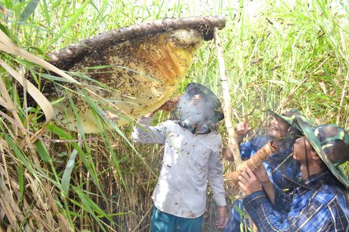 Hương mật, vị đất rừng U Minh Hạ