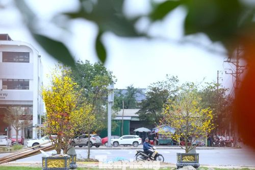 Đào, mai ế ẩm nằm dài bên đường sau Tết