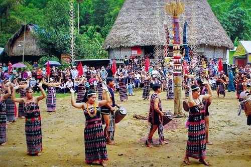 'Cội lim già' bên bờ sông Kôn