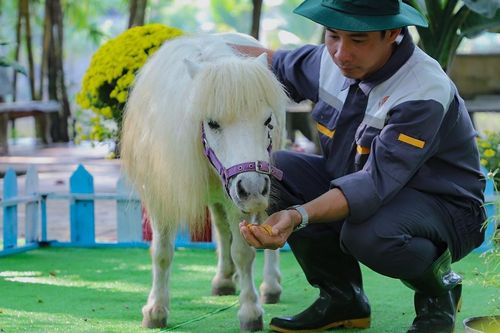 Du khách thích thú xem cặp ngựa lùn 'độc nhất vô nhị' ở miền Tây