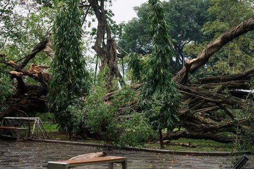 Cây si lớn bất ngờ gãy đổ trong vườn hoa ở Hà Nội, 1 người bị thương