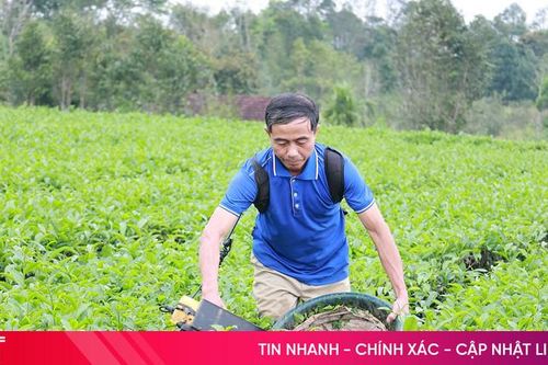Khởi động sớm vụ chè xuân