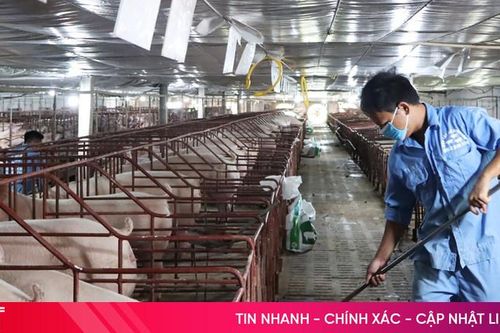 Giữ nhịp chăn nuôi lợn an toàn để duy trì nguồn cung thực phẩm sạch