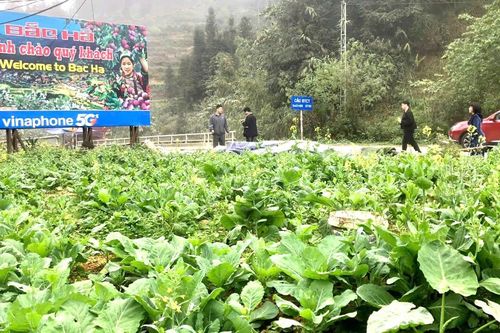 Du khách 'lạc lối' trong sắc hoa xuân cao nguyên trắng Bắc Hà
