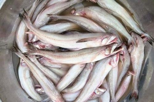 Loài cá lạ 'vừa chạm đã tan', giá bạc triệu vẫn cháy hàng dịp đầu năm