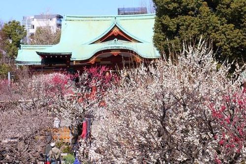Những điểm ngắm hoa mơ lãng mạn nhất Tokyo vào mùa Xuân