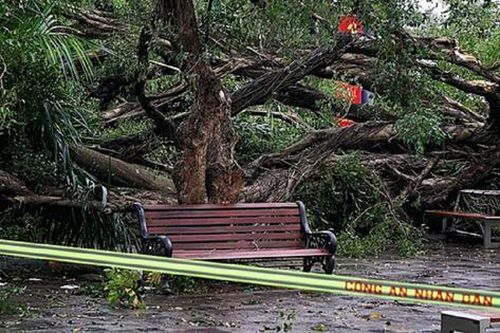 Cây si cổ thụ bất ngờ đổ, 2 người bị thương