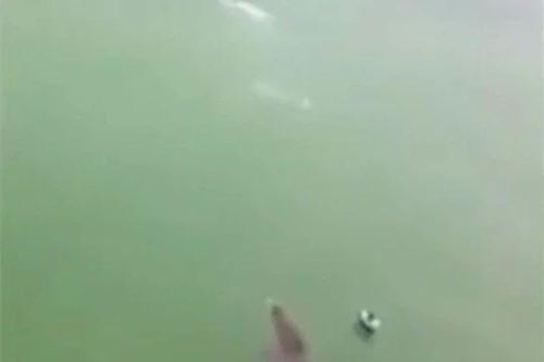 Bơi giữa sông, nam thanh niên bị cá sấu dài 3m rượt đuổi