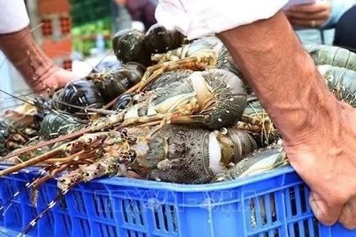 Xuất khẩu tôm hùm sang Trung Quốc lập kỷ lục