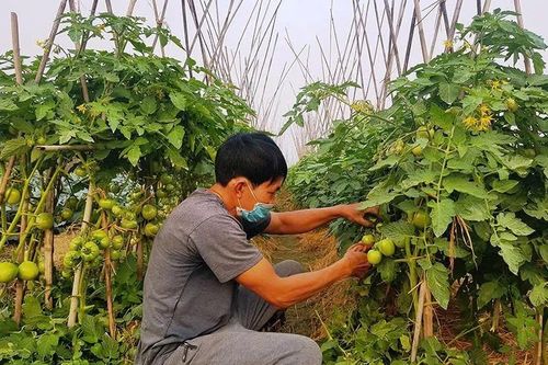 'Đánh thức' tiềm năng đất đai bằng cây trồng thích ứng biến đổi khí hậu