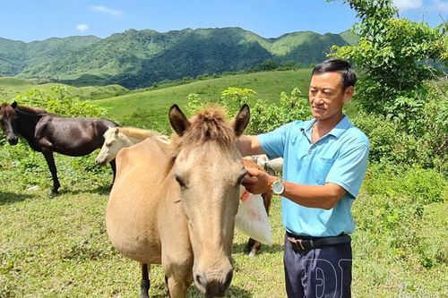 Trập trùng vó ngựa biên cương
