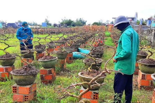 'Thủ phủ mai vàng' ở Gia Lai đạt doanh thu hơn 140 tỷ đồng
