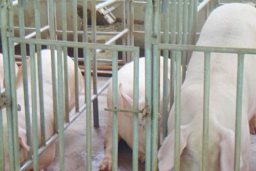 Heo hơi tăng giá, bù đắp cho người nuôi