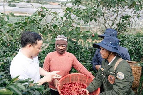 Sản xuất cà phê theo chiều sâu