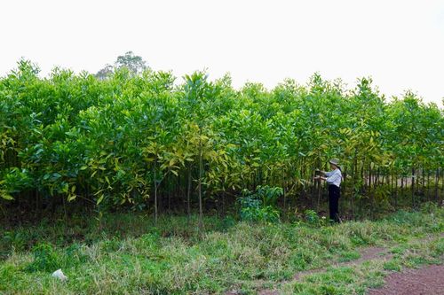 Nâng cao giá trị rừng sản xuất